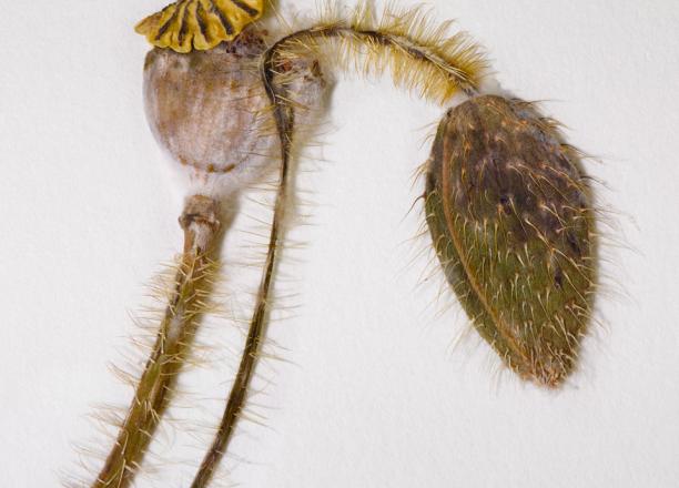 Poppy, Papaver Rhoeas, photo credit: Paige Knight